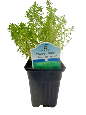 Green Bouquet Sweet Basil Herb - Strong Scent/Flavor - Compact - 3" Pot