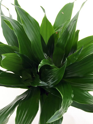 Janet Craig Dragon Tree - Dracaena fragrans - 6" Pot - Easy to Grow House Plant