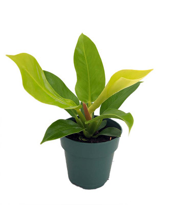 Moonlight Philodendron - Easy to Grow - 4" Pot