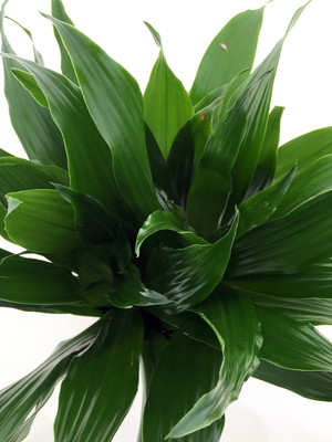 Janet Craig Dragon Tree - Dracaena fragrans - 3" Pot