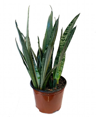 Bantels Sensation Snake Plant - Sansevieria - 6" Pot - Collector's Series