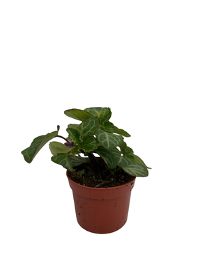 Emerald Lace Swedish Ivy Plant - Plectranthus oertendahlii - 2.5" Pot