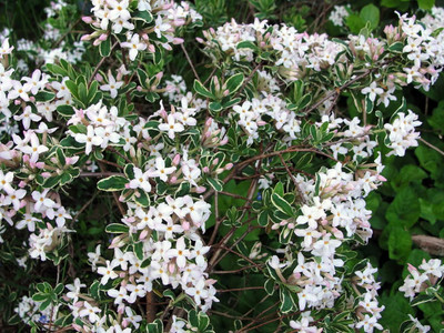 Carol Mackie Daphne - Intoxicatingly Sweet Fragrance/Long Blooming- 4" Pot