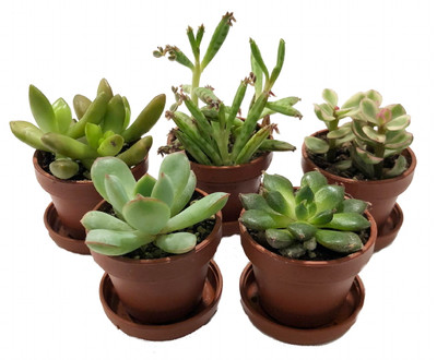 Mini Succulent Collection - Fairy Gardens/Terrarium - 5 Plants 1" pots + Saucers