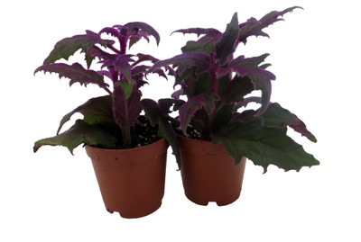 Purple Passion - 2 Live Plants 2" Pots - EROTIC - Gynura - Indoors