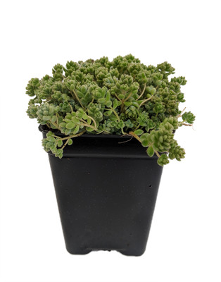 Love's Triangle Sedum - Stonecrop - Fairy Garden - 2.5" Pot