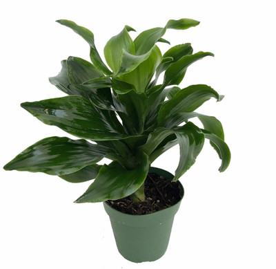 Twister Dragon Tree - Dracaena fragrans - 4" Pot - Easy to Grow House Plant