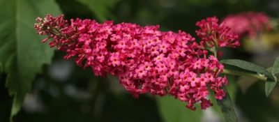 Monarch Prince Charming Butterfly Bush - Buddleia - Perennial - Gallon Pot