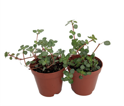 Blue Baby Tears - Pilea - Houseplant/Terrarium/Fairy Garden - 2 Pack 2" Pots