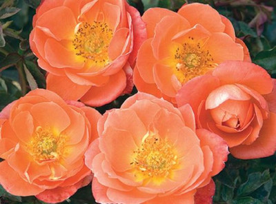 Amber Sunblaze® Miniature Rose Bush - Fragrant/Hardy - 2.5" Pot
