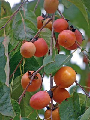 American Persimmon Tree - Diospyros virginiana - Gallon Pot - Very Hardy