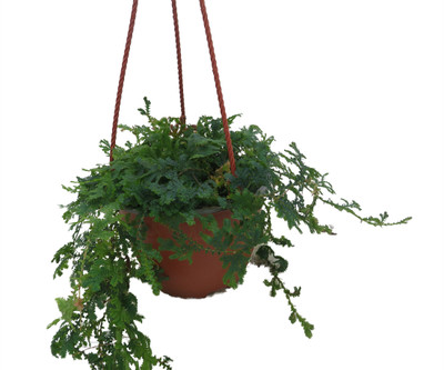 Iridescent Rainbow Blue Peacock Fern - Selaginella-Houseplant- 6" Hanging Basket