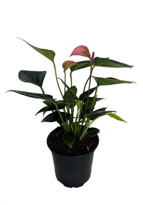 Beauty Pink Anthurium Plant - Easy to Grow - House Plant - 4" Pot - Great Gift
