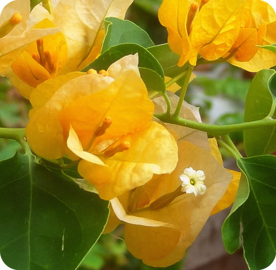 Yellow Bougainvillea - Everblooming - Indoors/Outdoors/Patio - 4" Pot