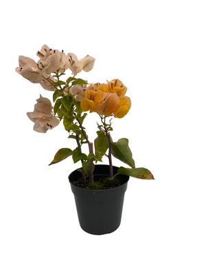 Yellow Bougainvillea - Everblooming - Indoors/Outdoors/Patio - 4" Pot