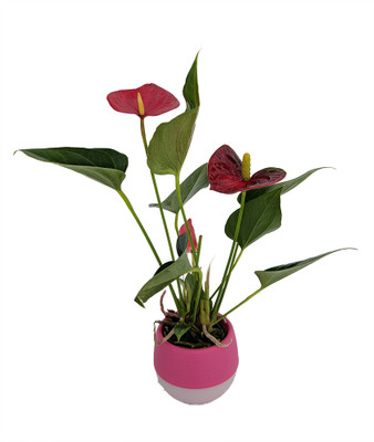 Miniature Blooming Anthurium in 2.5" Pink Self-Watering Pot