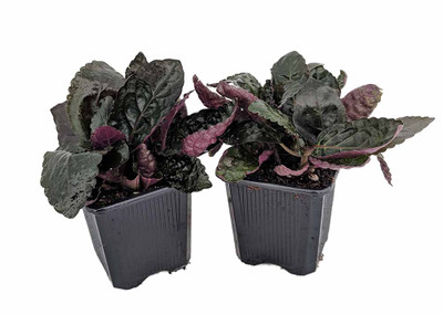 Maroon Moon Waffle Plant - Hemigraphis - 2 Pack 3" Pots - Easy House Plant