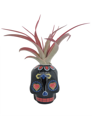 Black Sugar Skull Planter with Live Tillandsia Air Plant - 3" x 3"