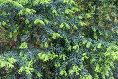 Canadian/Eastern Hemlock - Tsuga canadensis- Shrub/Tree/Bonsai - Quart Pot