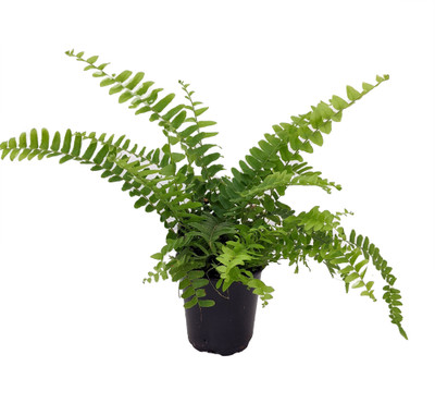 Zen Boston Fern - Nephrolepis - 3.5" Pot - New Fern