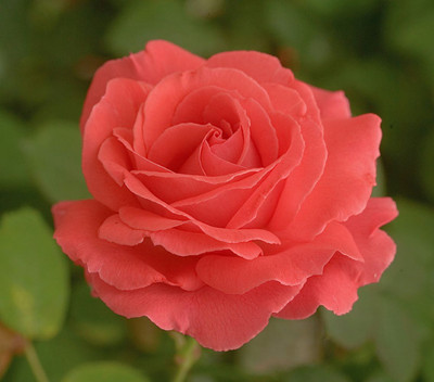 Climbing America Rose - Clover Scented - Coral Pink  - 4" Pot