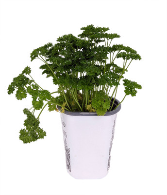 Curly Leaf Parsley Herb - Petroselinum - Live Plant - 4" Pot