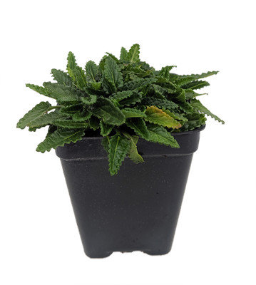 Dwarf Betony - Stachys minima - 2.5" Pot - Terrarium/Fairy Garden/House Plant