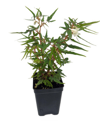 Mini Maple Leaf Begonia Plant - 2.5" Pot - Terrarium/Fairy Garden/House Plant