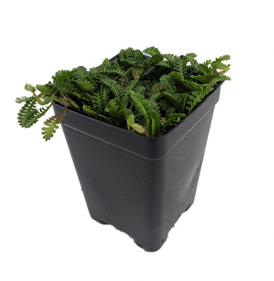 Terrarium Fairy Garden Kit Create Your Own Living Terrarium Hirt S Gardens
