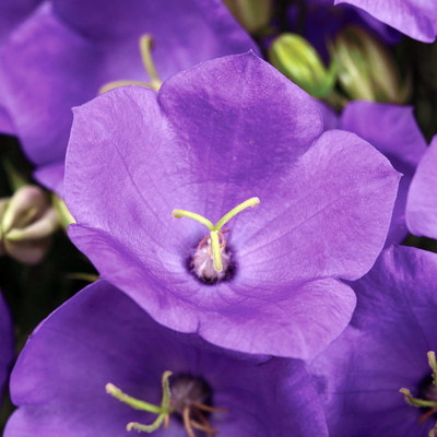Rapido Blue Carpathian Bell Flower - Campanula - Quart Pot
