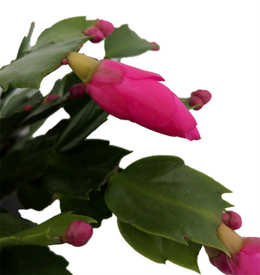 Purple Dancer Christmas Cactus Plant - Zygocactus - 2" Pot