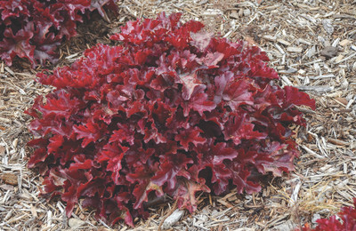 Dolce® Cherry Truffles-Coral Bells- Heuchera- Shade- Proven Winners - Gallon Pot