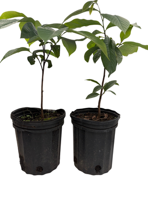 Paw Paw Trees 2 Plants - Banana fruit - Asimina triloba - PawPaw - Gallon Pots