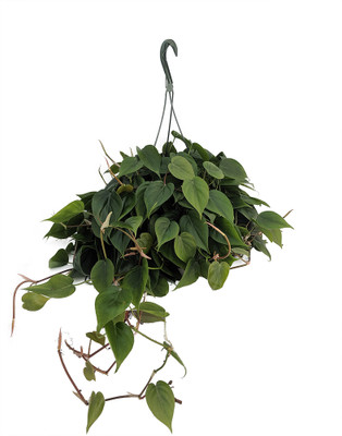 Heart Leaf Philodendron - Easiest House Plant to Grow - 6" Hanging Basket