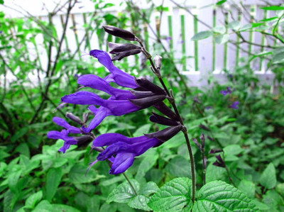 Black & Blue Hummingbird Sage Herb - Grow Indoors/Out - 3" Pot