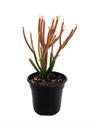 Firesticks Pencil Cactus - Euphorbia - Easy to grow/Hard to kill! - 4" Pot