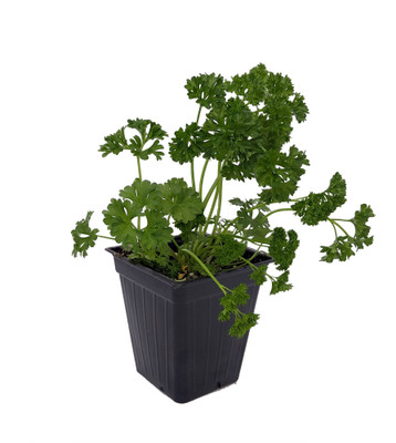 Curly Leaf Parsley Herb - 3" Pot - Indoors or Out