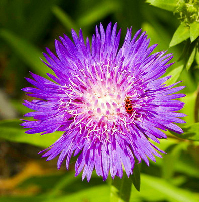 Honeysong Purple Stokes Aster Perennial - Stokesia - Gallon Pot