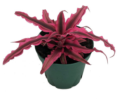 Magenta Earth Star Plant - Cryptanthus - Easy to Grow House Plant - 4" Pot