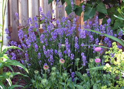 Provence French Lavender - Very Fragrant - Gallon Pot - Indoors/Out