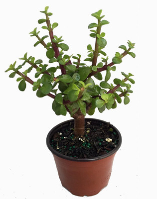 Spekboom Miracle Plant - Mini Jade - Portulacaria afra - 4" Pot