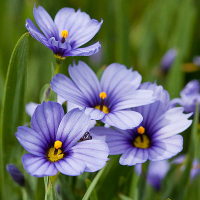 Blue-Eyed Iris Grass - Sisyrinchium - Lucerne - Indoors or Out - 2.5" Pot