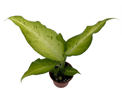 Camouflage Dieffenbachia Plant - Exotic & Easy to Grow - 2.5" Pot