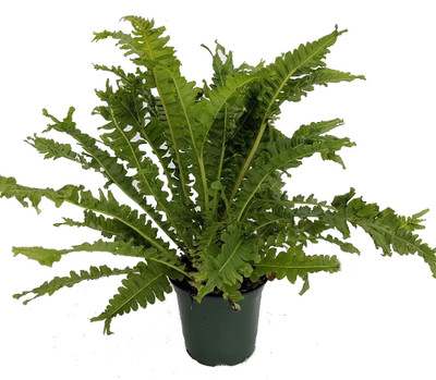 Brazilian Tree Fern - Blechum brasiliense - Exotic - Dwarf - 6" Pot