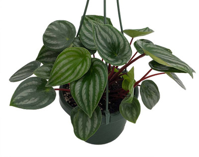 Watermelon Peperomia 6" Hanging Pot - Easy to Grow Houseplant