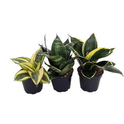 Birdsnest Snake Plant Collection - Sanseveria - 3 plants growing in 2" pots