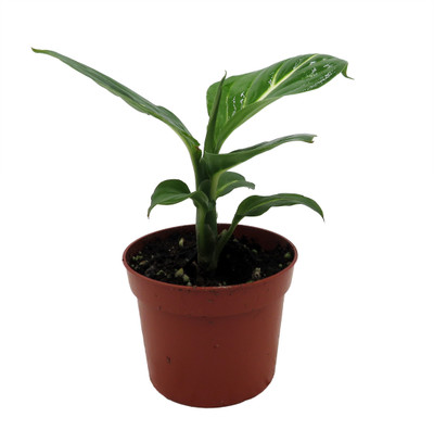 Panther Dieffenbachia - 2.5" Pot - Very Durable