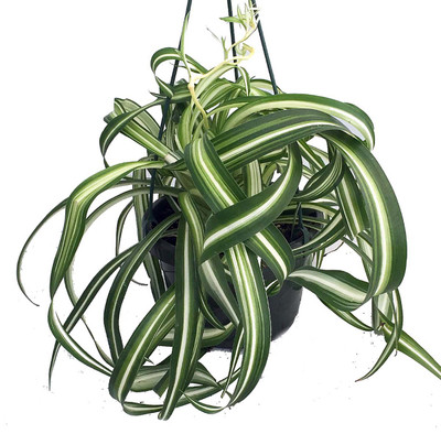 Bonnie Curly Spider Plant -Cleans the Air - 6" Hanging Basket
