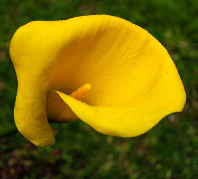 Universe Calla Lily Bulb 14/16cm - Lemon Yellow