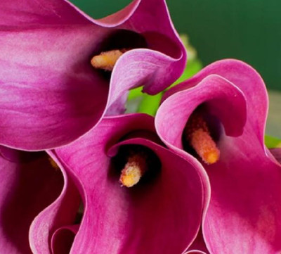 Zazu Supreme Calla Lily Bulb 14/16cm - Vivid Pink